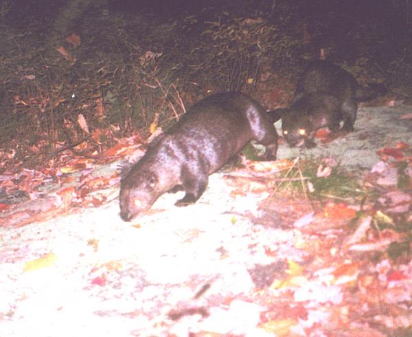 Otters on the move at night at Black Rock Forest