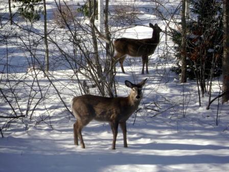 Deer in winter. Photo courtesy USFWS.