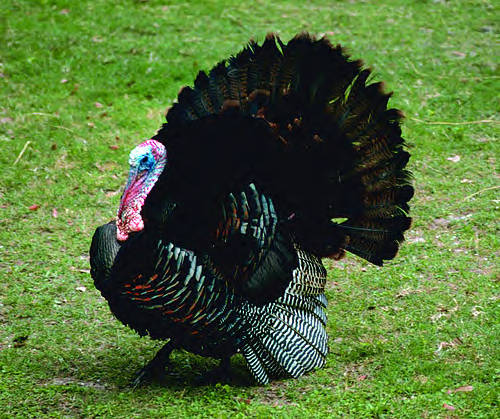 Turkey at Wallkill National Wildlife Area. Photo courtesty US Fish & Wildlife Service.