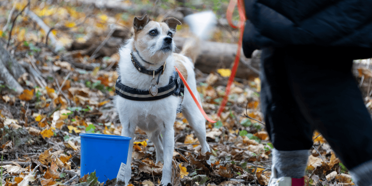 Volunteer Dog Surveyor Program Volunteer Dog Surveyor Program