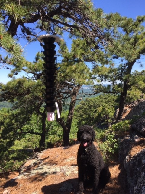Southern Pine Beetle Trap with Baron, the ISF Wonder Pup