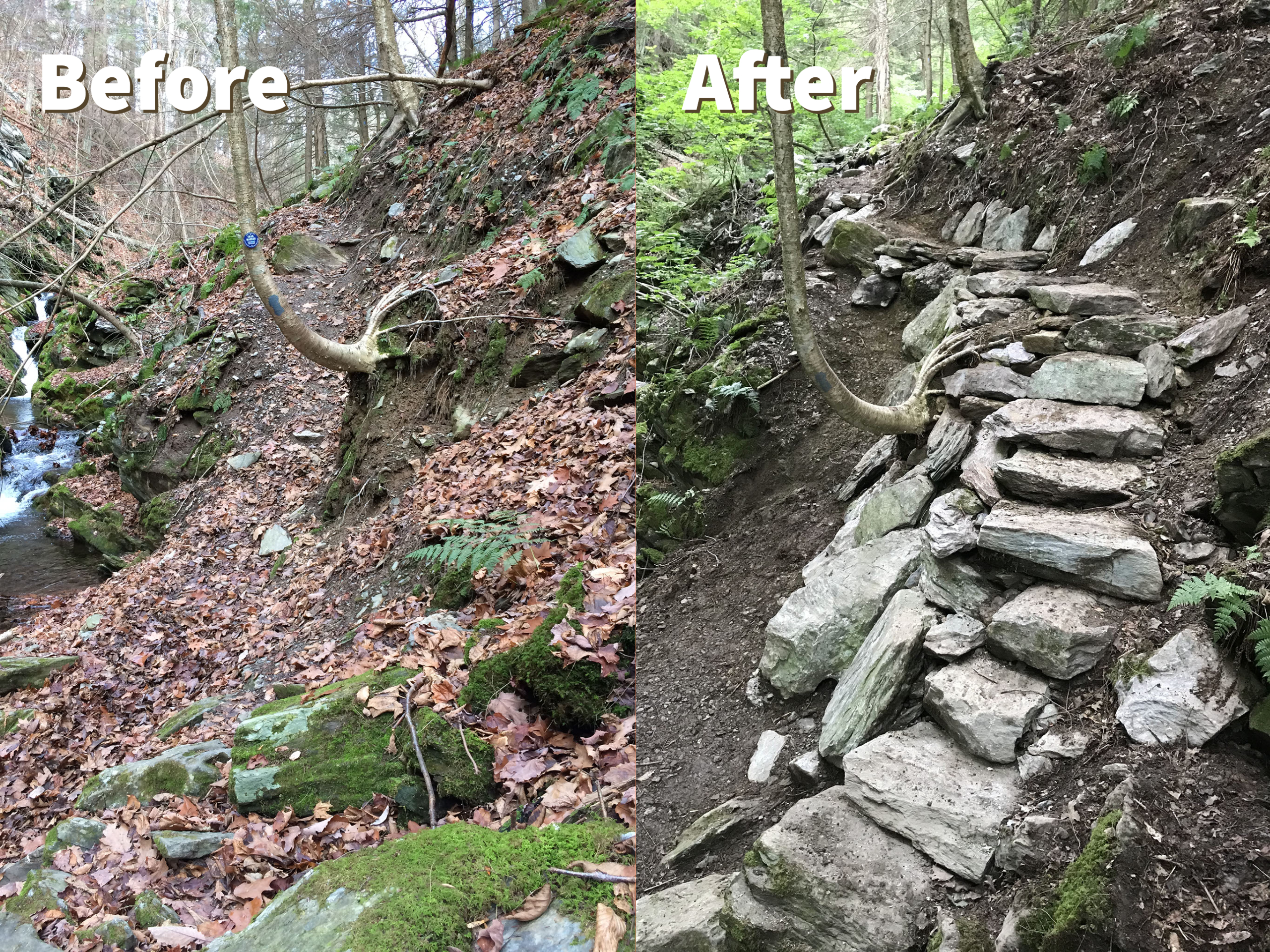 Before and after trail improvements on Taconic State Park's Cedar Brook Trail.