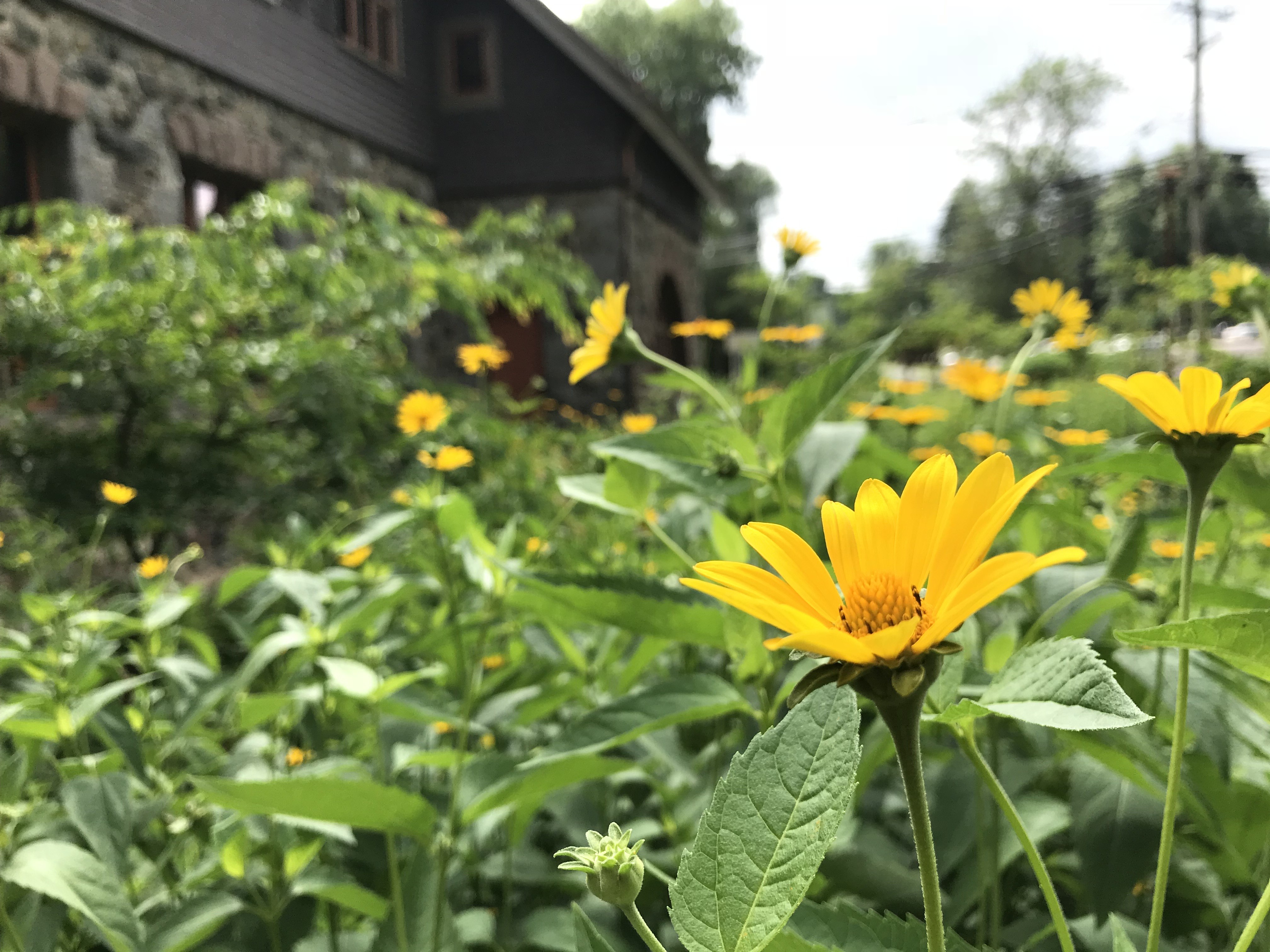 Woodland Sunflowers in bloom!