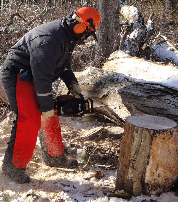 Chainsaw being used to buck a downed tree.