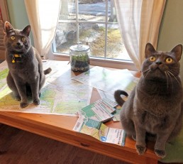Cat cartographers hard at work. Photo by Jeremy Apgar.