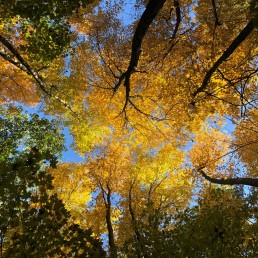 Looking Up at Fall Leaves. Photo by Heather Darley.