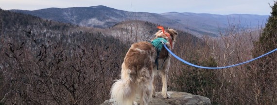 Aspen the Dog in the Catskills. Photo by Melissa Cascini.