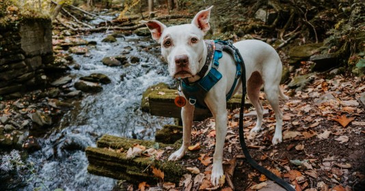 Skipper the Trail Pup. Photo by Arden Blumenthal.