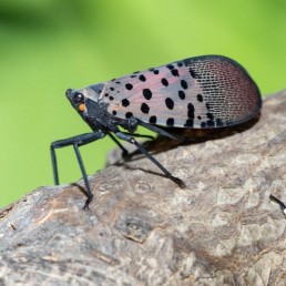 Spotted Lanternfly. Photo by Stephen Ausmus.