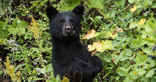 Black Bear. Photo by Pixabay.