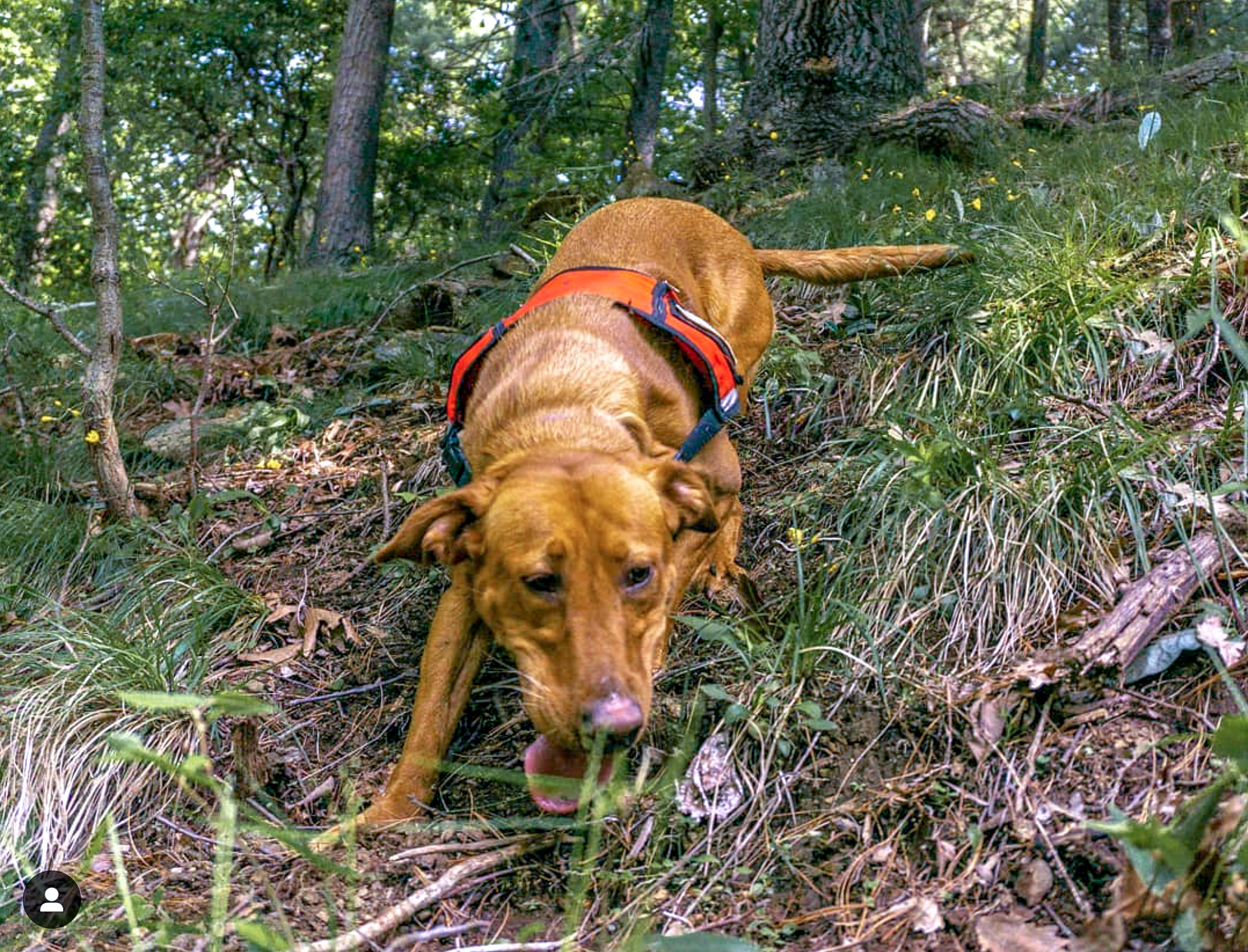 Conservation Dog Dia Sniffing. Photo by Arden Blumenthal