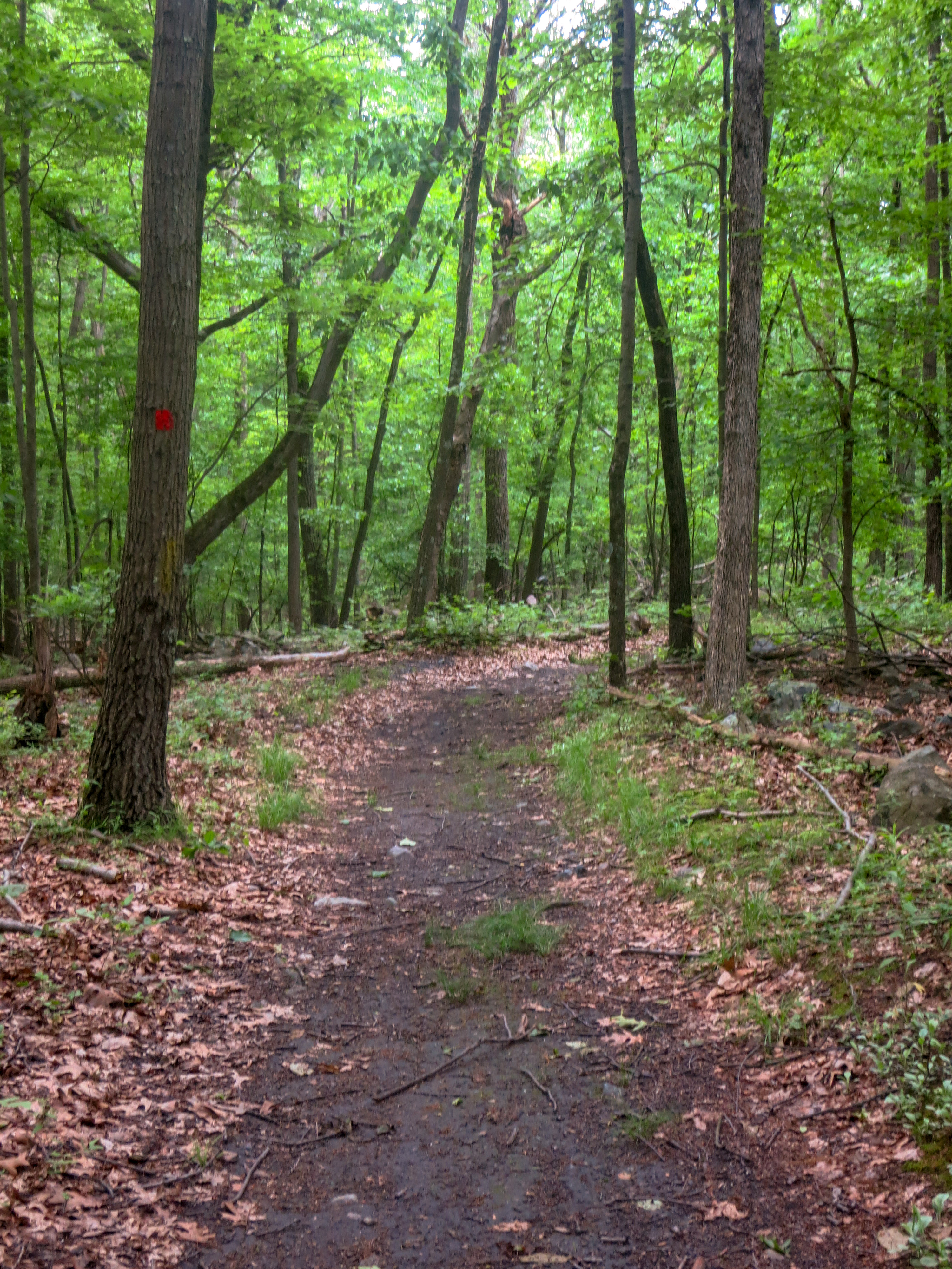 Along the Red Trail in Mount Hope Historical Park. Photo by Daniel Chazin.
