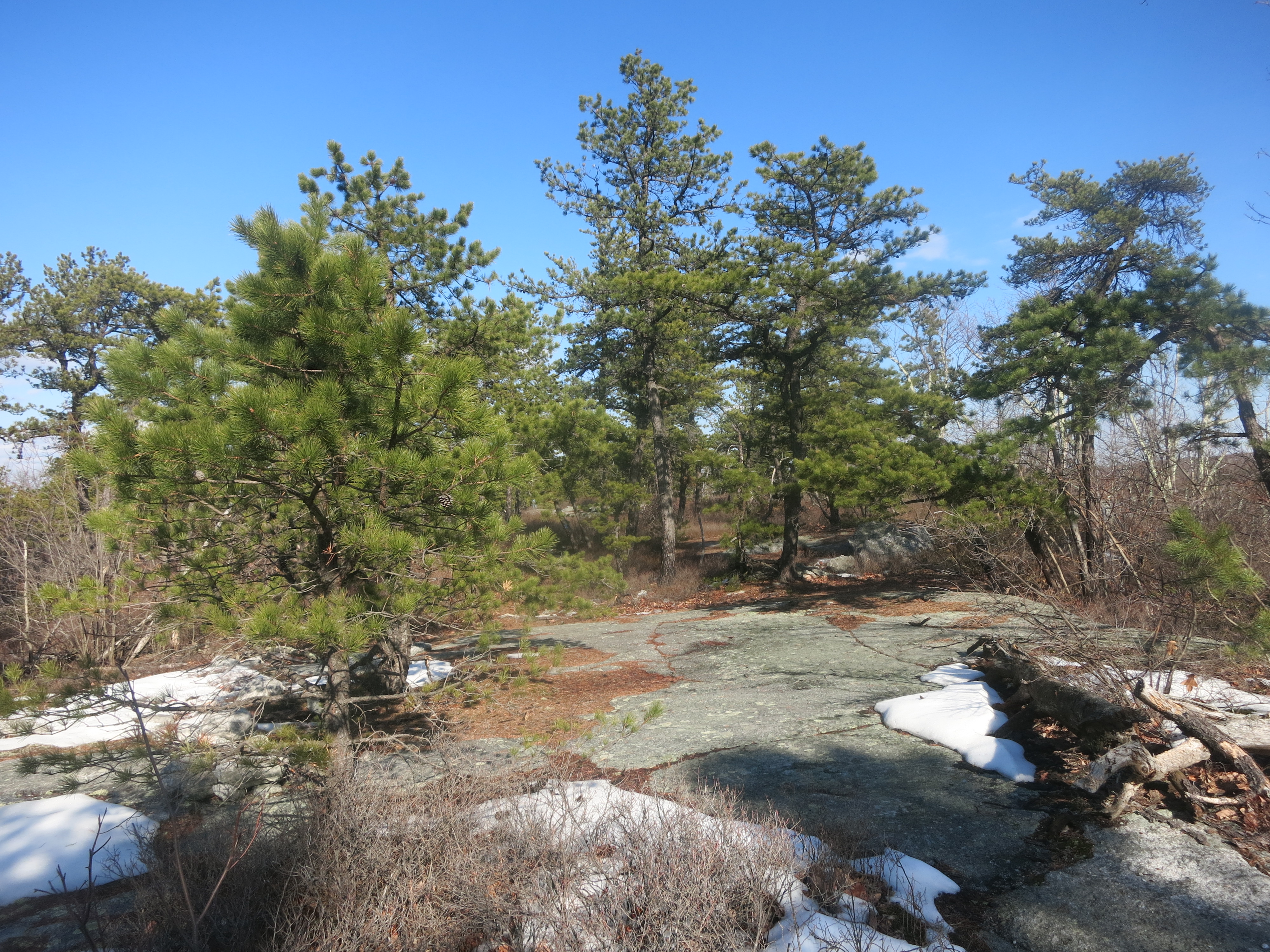 The Jenny Lane Trail in Minnewaska State Park Preserve as it proceeds over Shawangunk conglomerate slabs through pitch pines. Photo by Daniel Chazin.