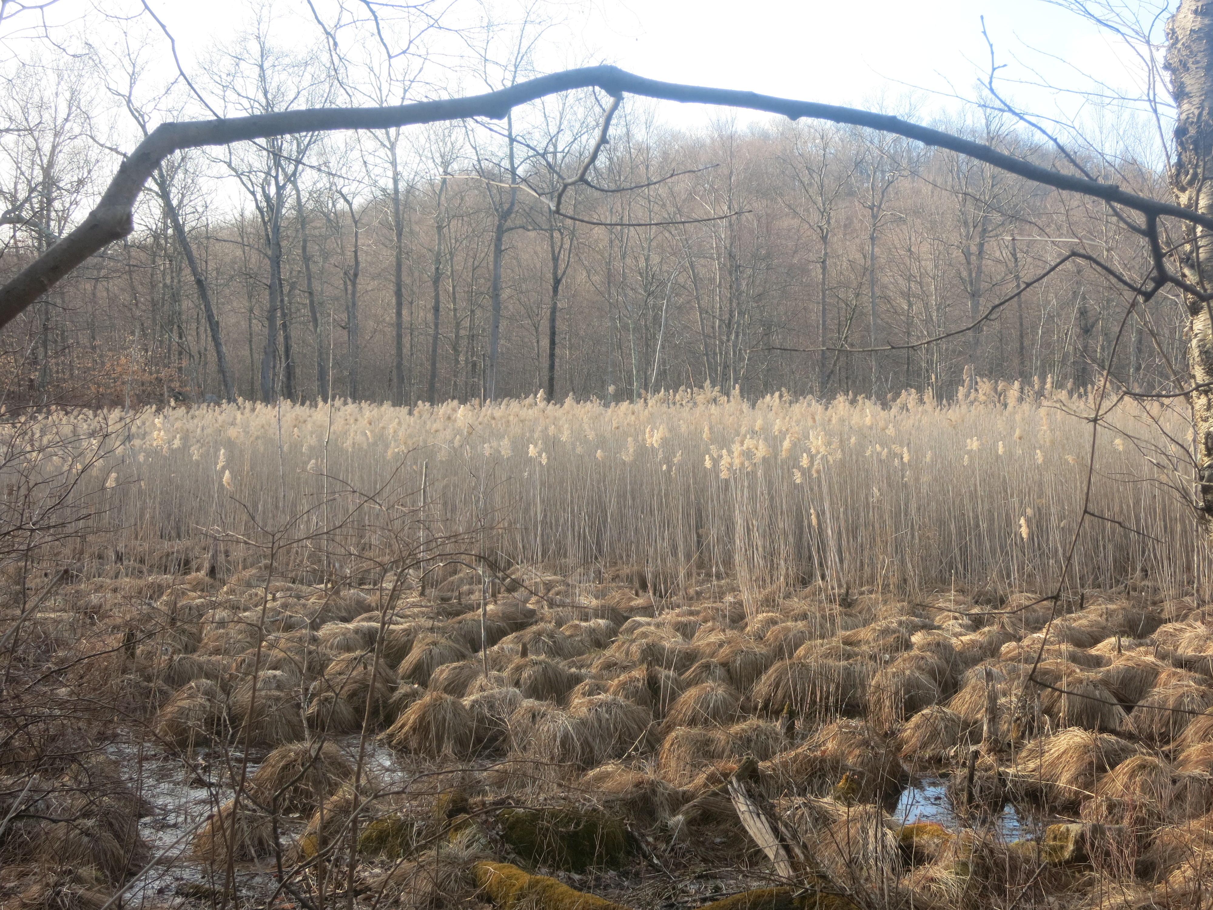 Wetland along the Red Back Trail in Sterling Forest State Park. Photo by Daniel Chazin.