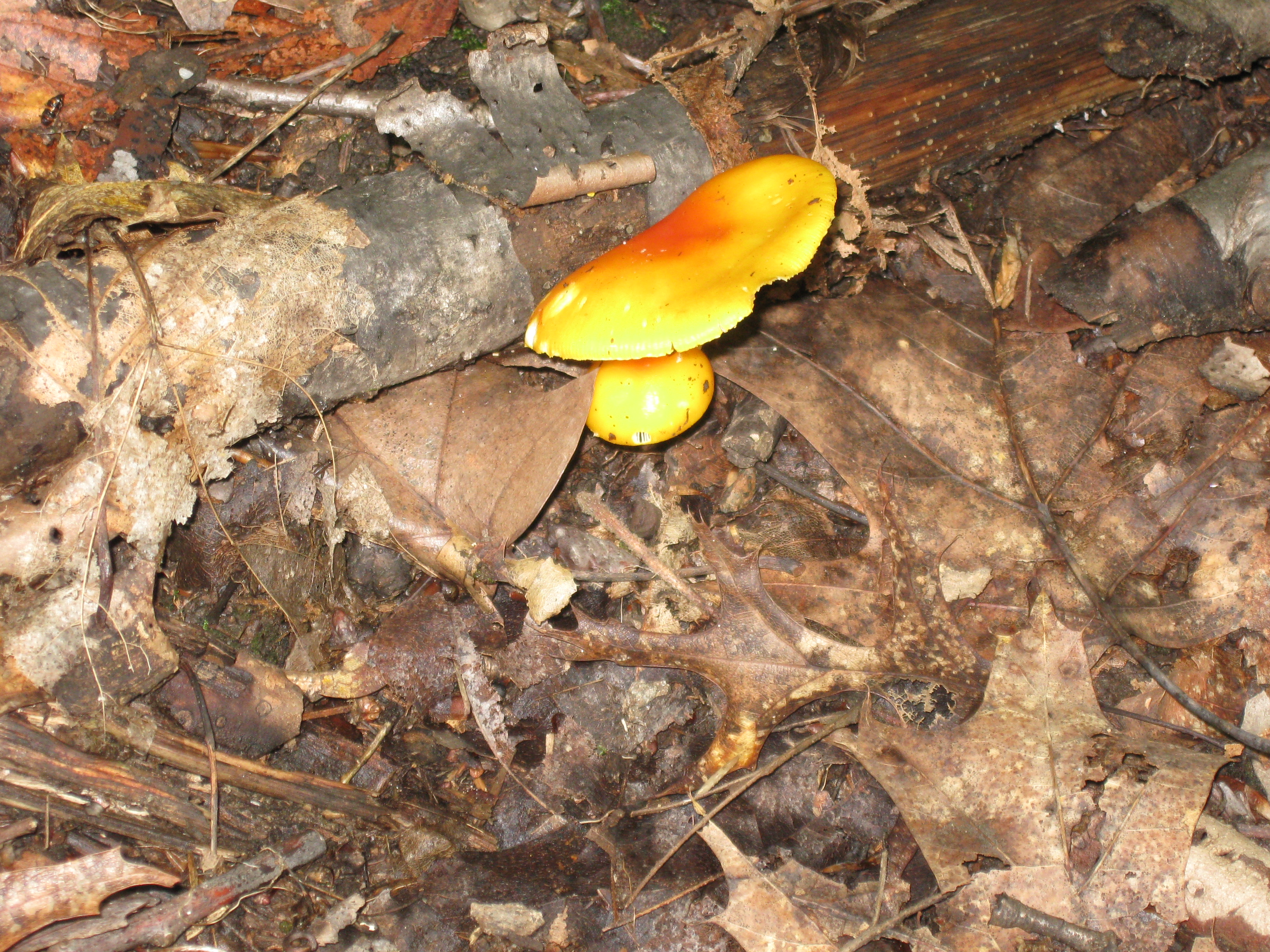 Mushroom by a log Photo:Jane Daniels