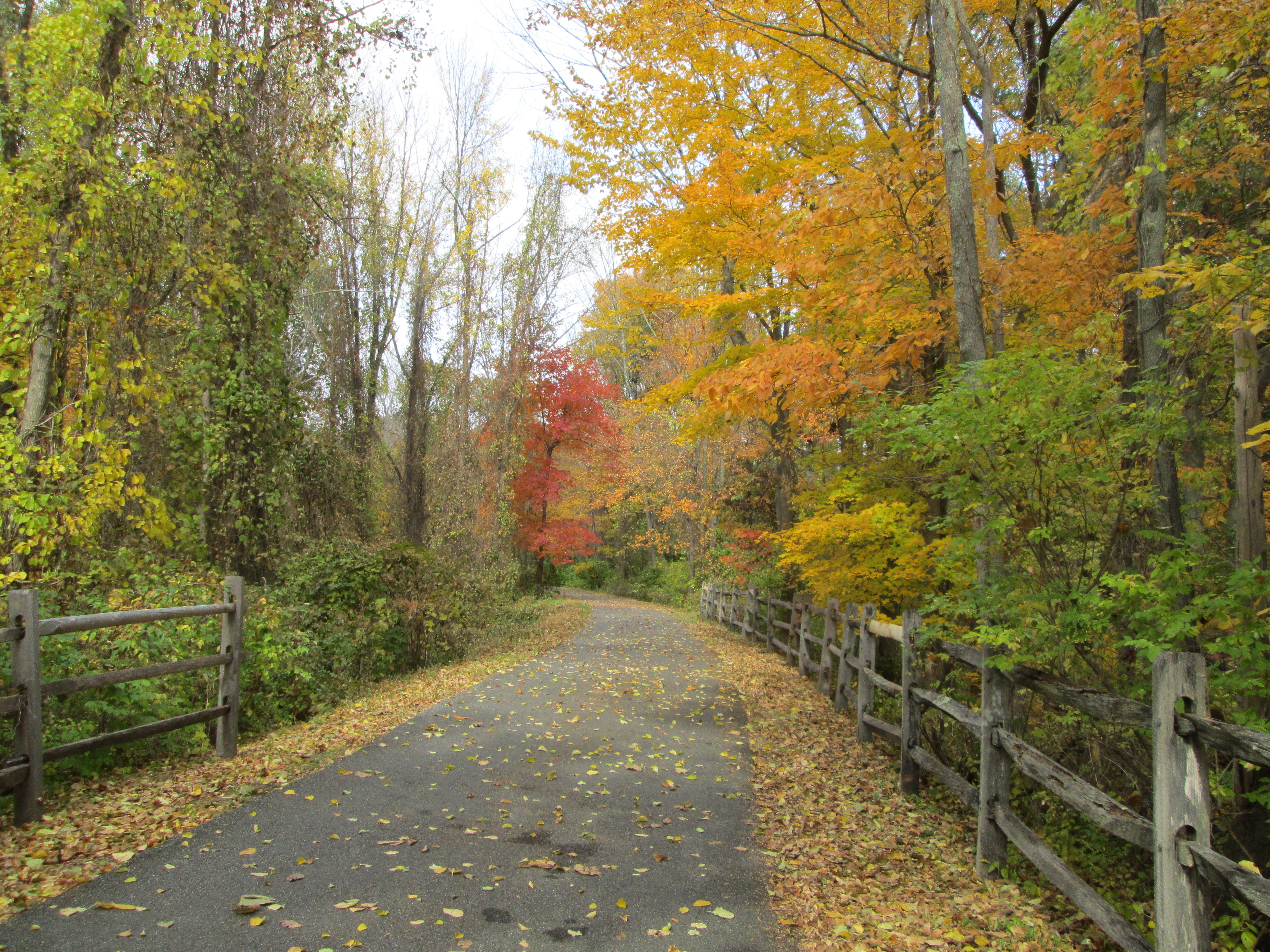 Fall colors along the North County Trailway Photo:Jane Daniels 