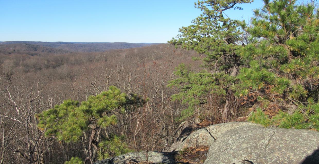 West Facing View on the White Trail in Silas Condict County Park. Photo by Daniel Chazin.