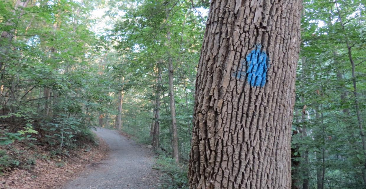 Along the blue trail - Photo credit: Daniela Wagstaff