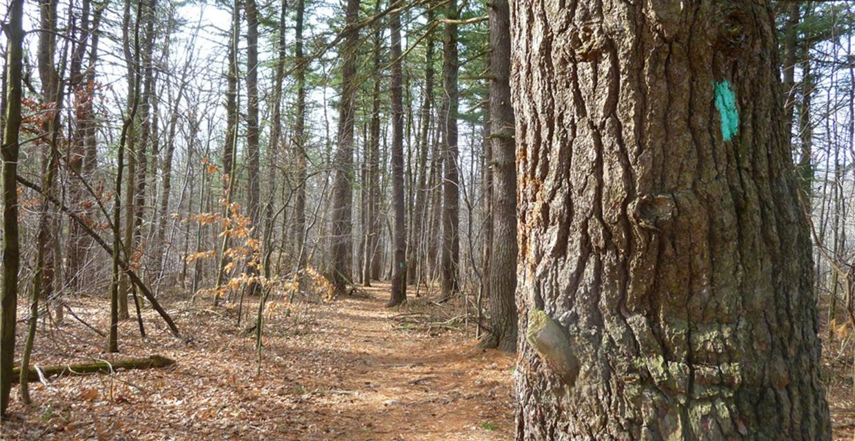 Pine trees along the Long Path - Photo credit: Daniela Wagstaff