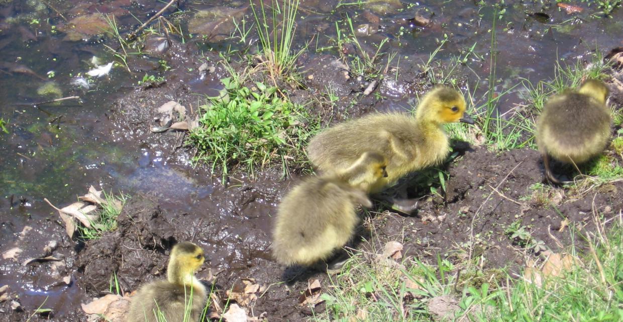 Four goslings Photo: Jane Daniels
