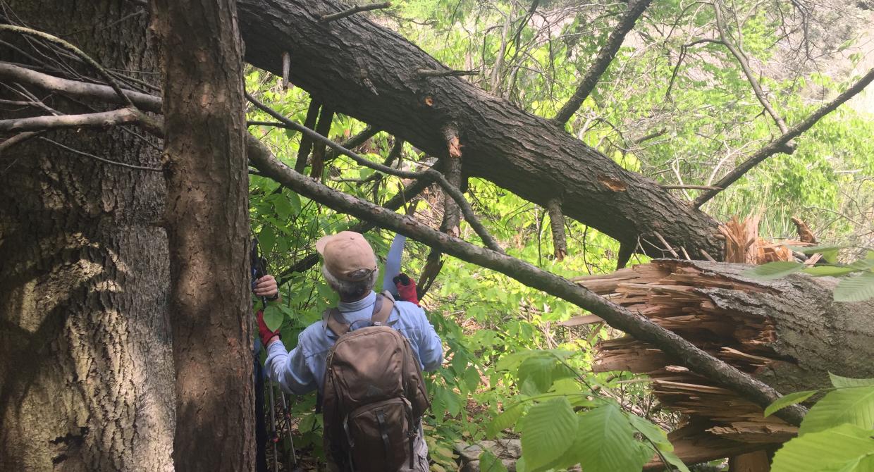Volunteers examine blowdown on the Long Path in Harriman State Park after a violent storm in May 2018. Photo credit: Kevin McGuinness.
