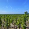 View of the Pinelands from the Observation Tower - Jakes Branch County Park - Photo credit: Daniela Wagstaff