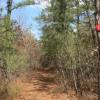 Hiking trail at Rocky Point Pine Barrens State Park in NY