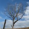 A tree without leaves set against the sky with clouds Photo:Jane Daniels
