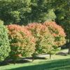 Maple trees just beginning to turn colors Photo Jane Daniels