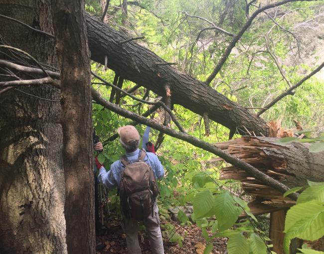 Volunteers examine blowdown on the Long Path in Harriman State Park after a violent storm in May 2018. Photo credit: Kevin McGuinness.