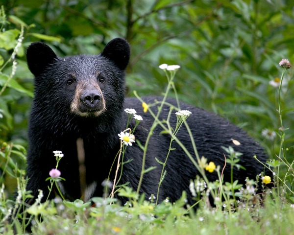 Black Bear. Credit: Jitze Couperus-Flickr.com