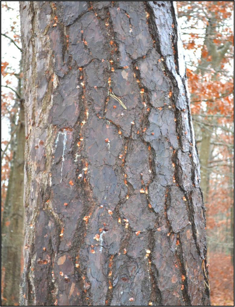 Tree infested with southern pine beetles.