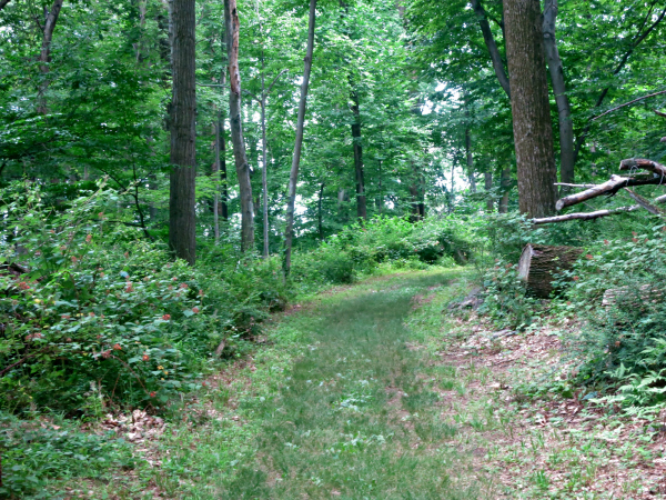 A typical section of the Blue Trail. Photo by Daniel Chazin.