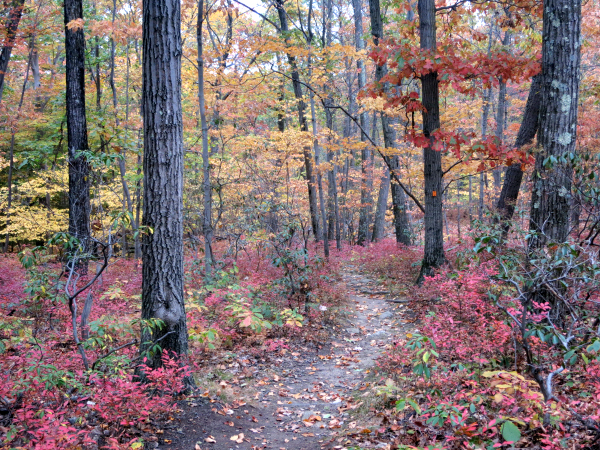 The Schuber Trail in Ramapo Mountain State Forest. Photo by Daniel Chazin.