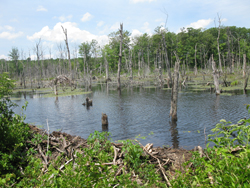 Beaver lodge and dam in swamp along Terrace Pond South Trail. Photo by Daniel Chazin.