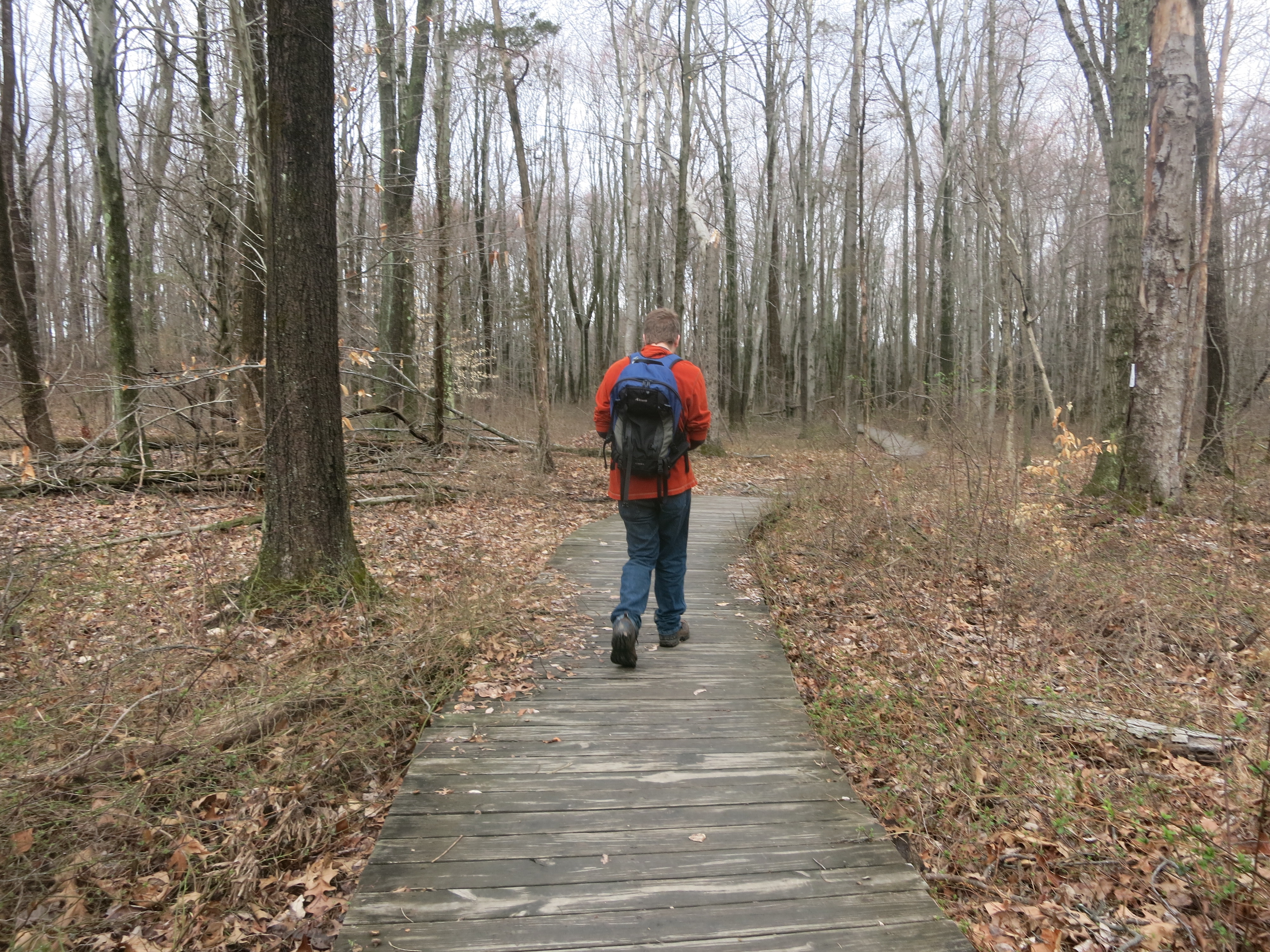 Hiker crossing a boardwalk on the White Square Trail -- Photo by Daniel Chazin