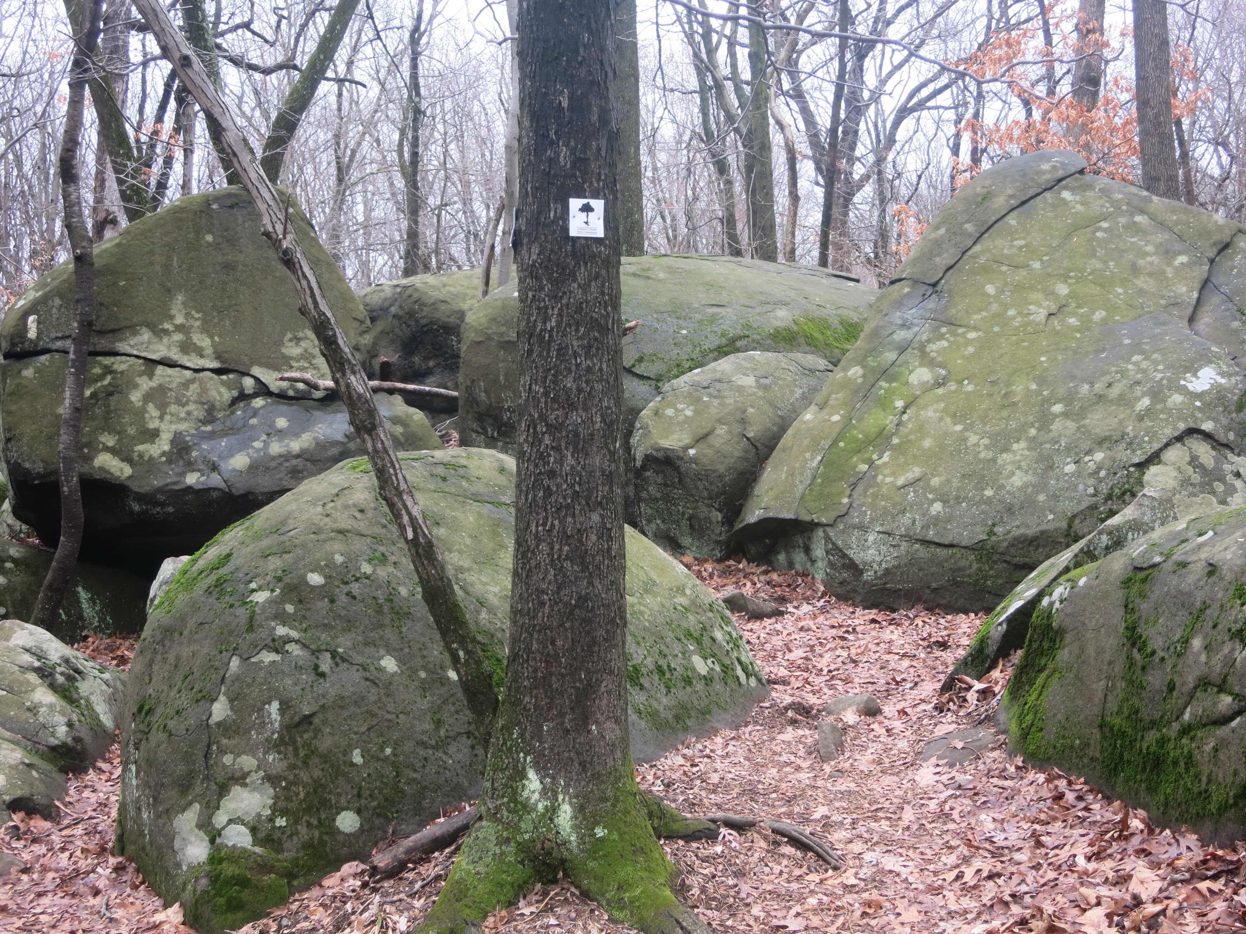 White Square Trail as it passes by a group of boulders -- Photo by Daniel Chazin