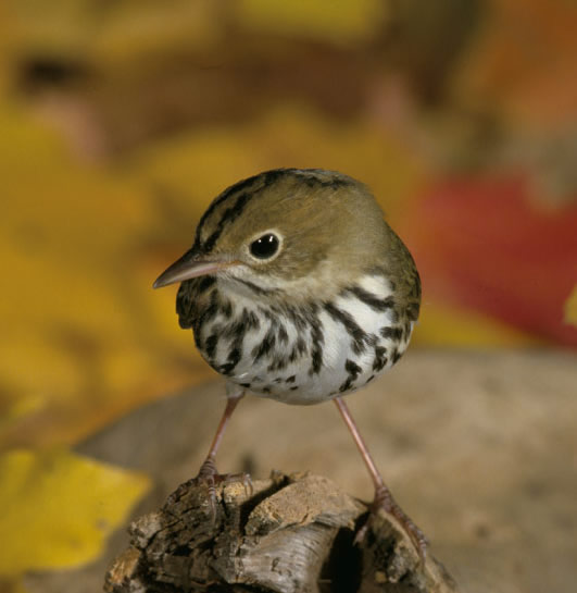 Ovenbird Overview, All About Birds, Cornell Lab of Ornithology