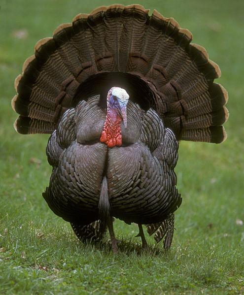 Wild turkey. Photo: Wikimedia Commons
