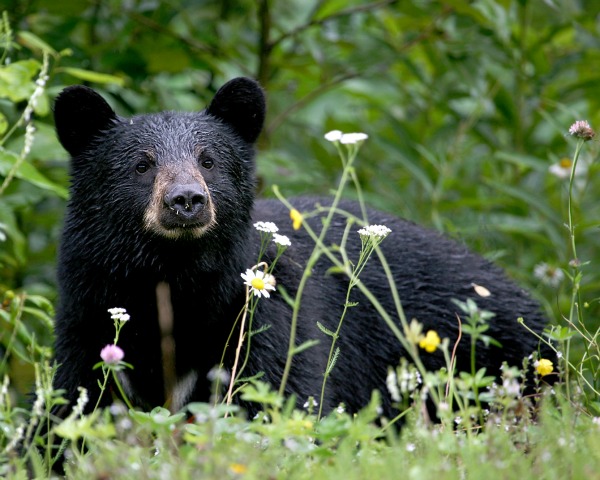 DEP Release: Ramapo Mountain State Forest Reopens Following Monitoring For Black Bear Activity