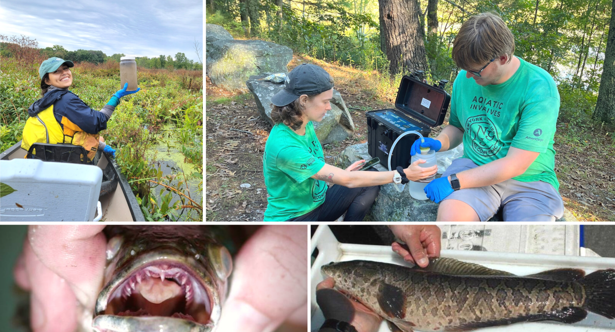 Fighting the Frankenfish! | Investigating the Range of the Northern Snakehead in the Lower Hudson Valley