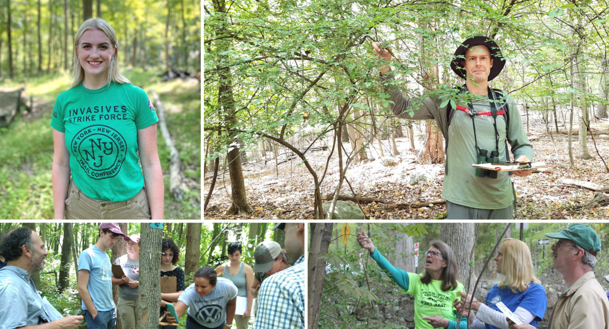 Become an Invasive Strike Force Surveyor!