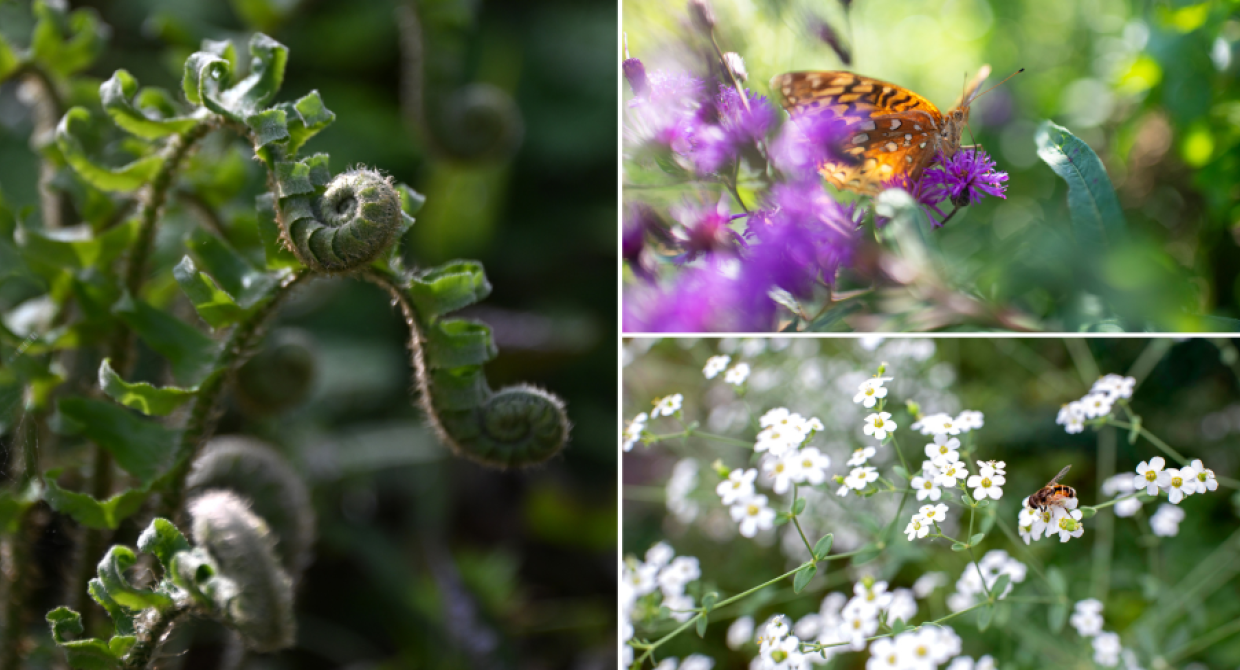 Supporting Biodiversity | A Guide to Planting Native Species this NYISAW