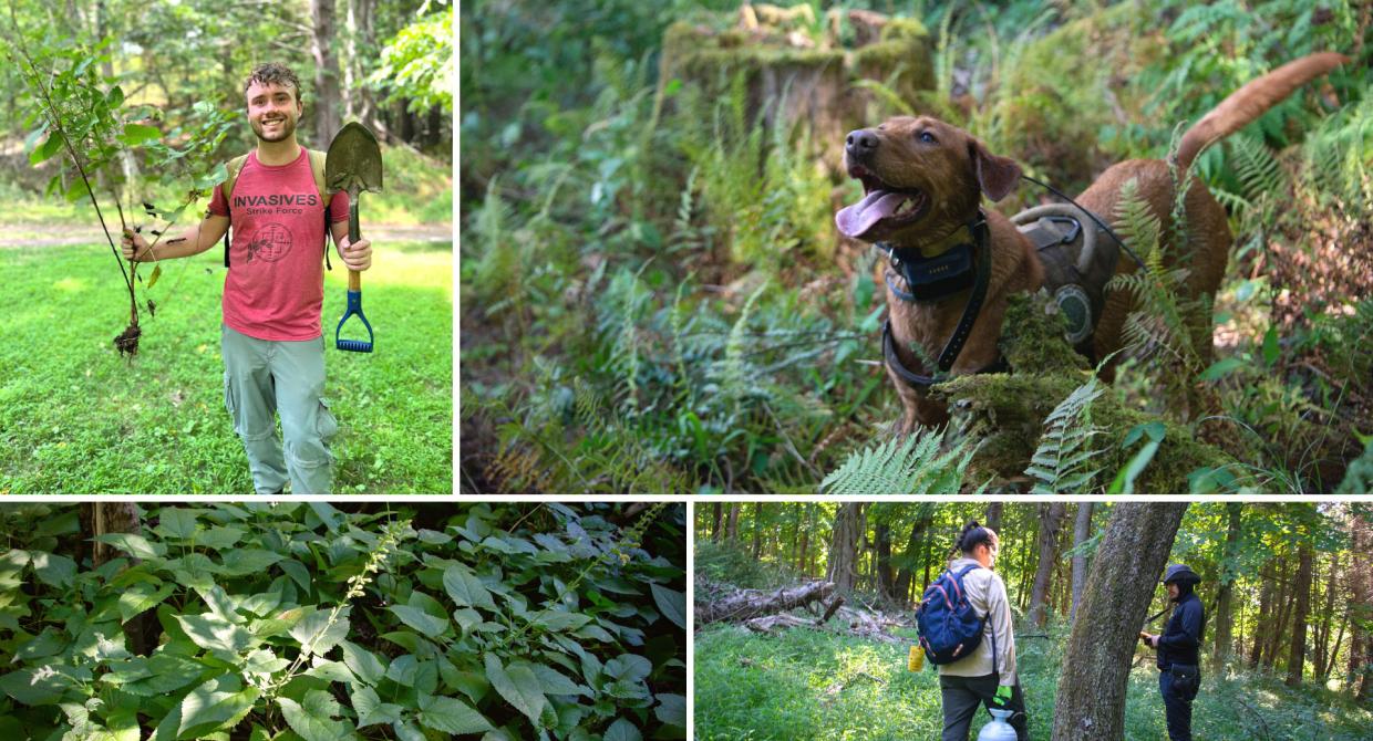 Putting a Stopper on Sticky Sage Along the Appalachian Trail