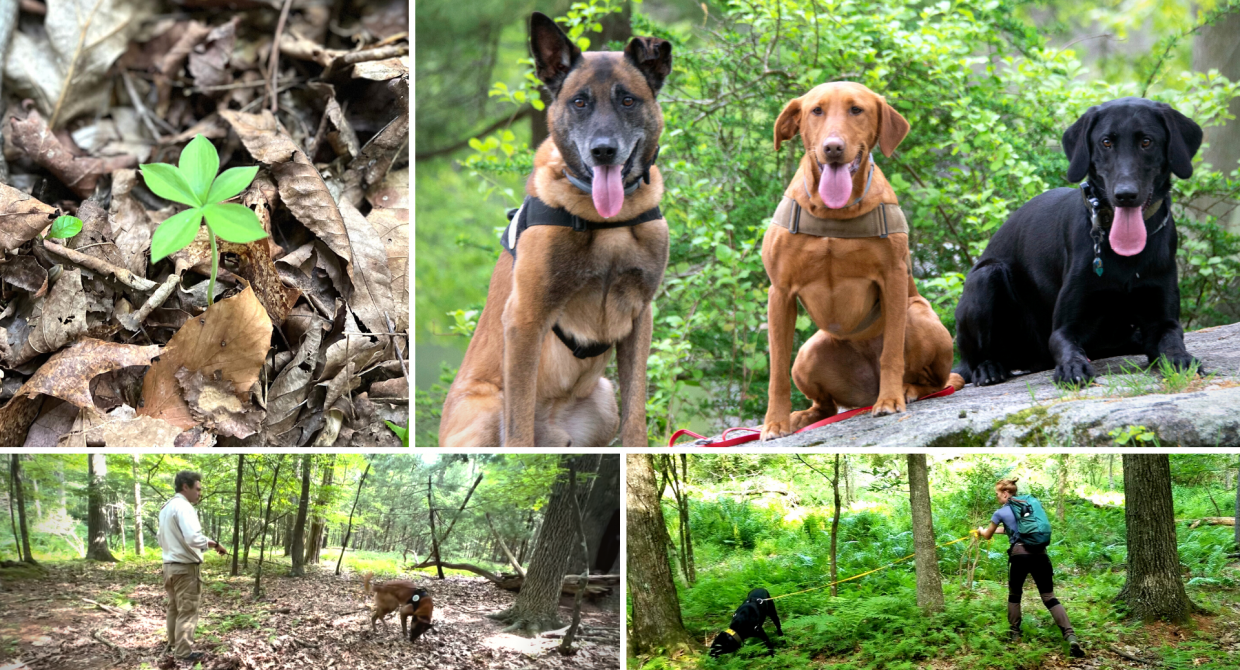 Conservation Dogs Sniff Out Endangered Orchids