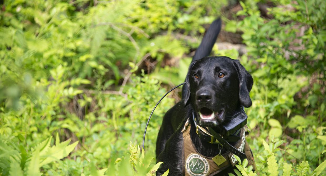 Protecting the Land We Love | National Invasive Species Awareness Week