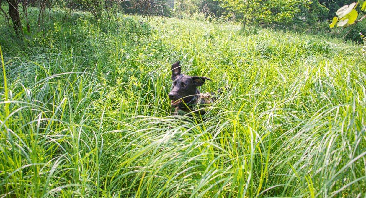Conservation Dog Program Protects New York’s Native Turtles