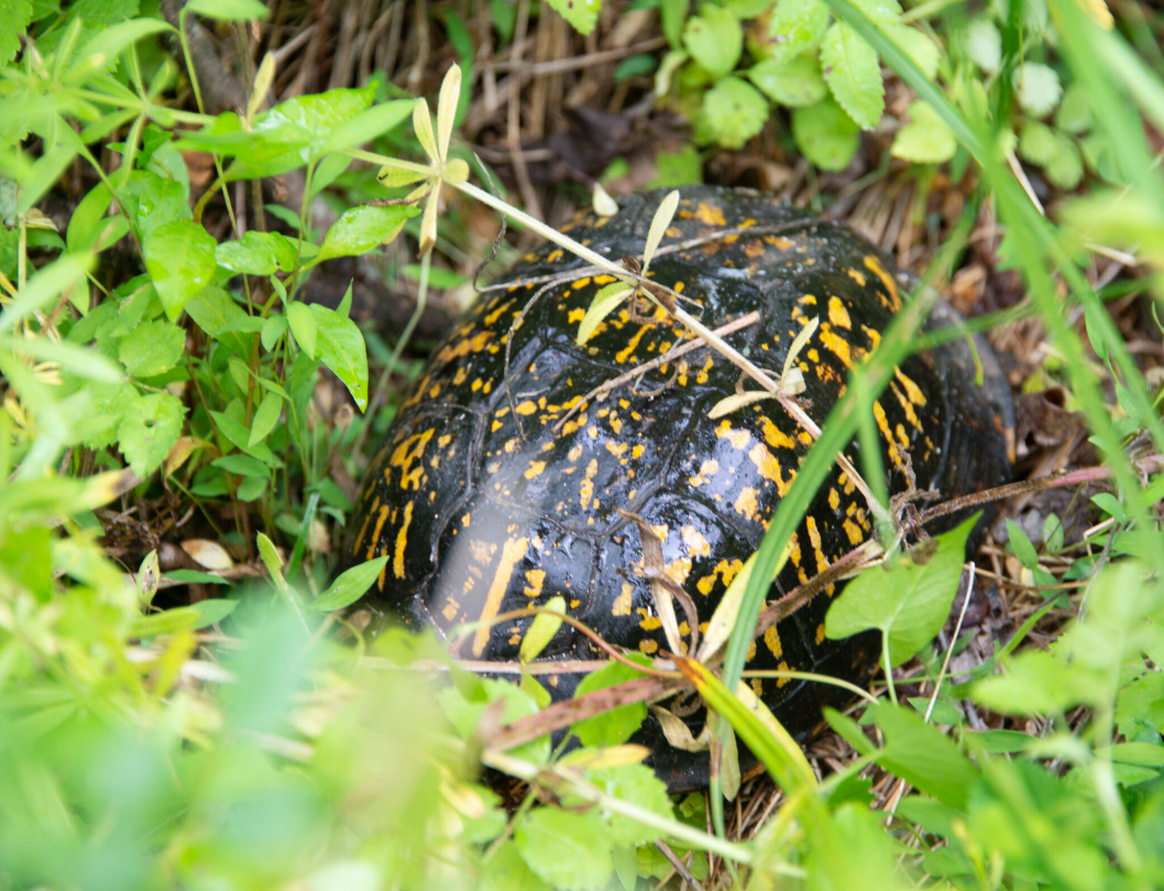 Conservation Dogs - New York-New Jersey Trail Conference