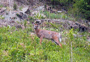 Deer by the trailside. 2001 [TODD SCHREIBMAN]