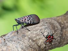 Close up image of Spotted Lantern Fly (adult and red nymph)